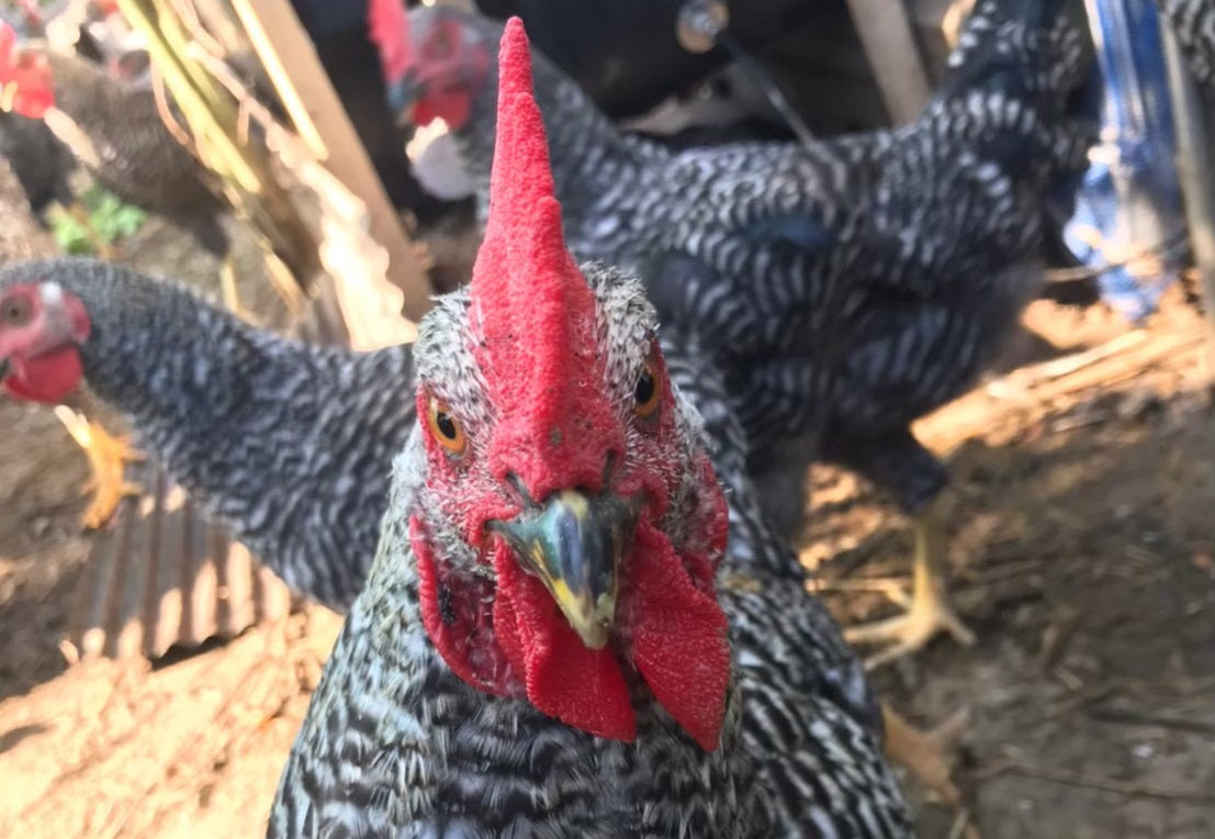 <販売開始>2024年度 放し飼い鶏の長期育成肉『俺のすべて』