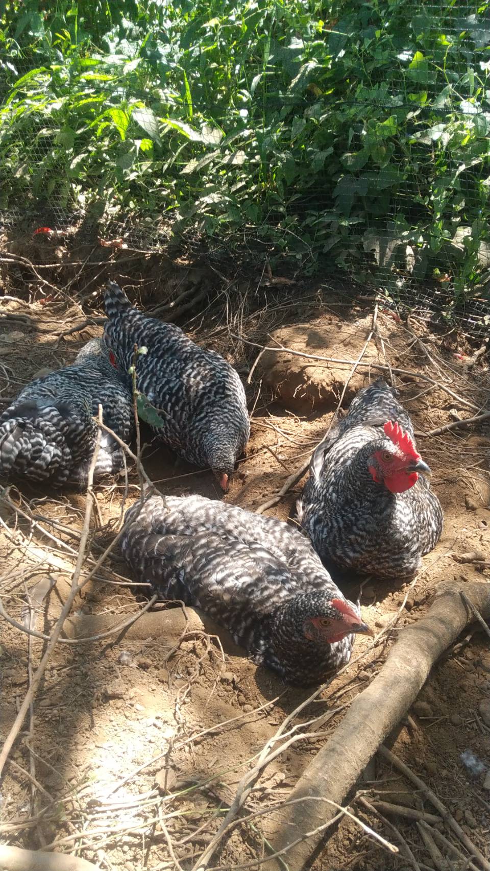 <販売開始>2024年度 放し飼い鶏の長期育成肉『俺のすべて』