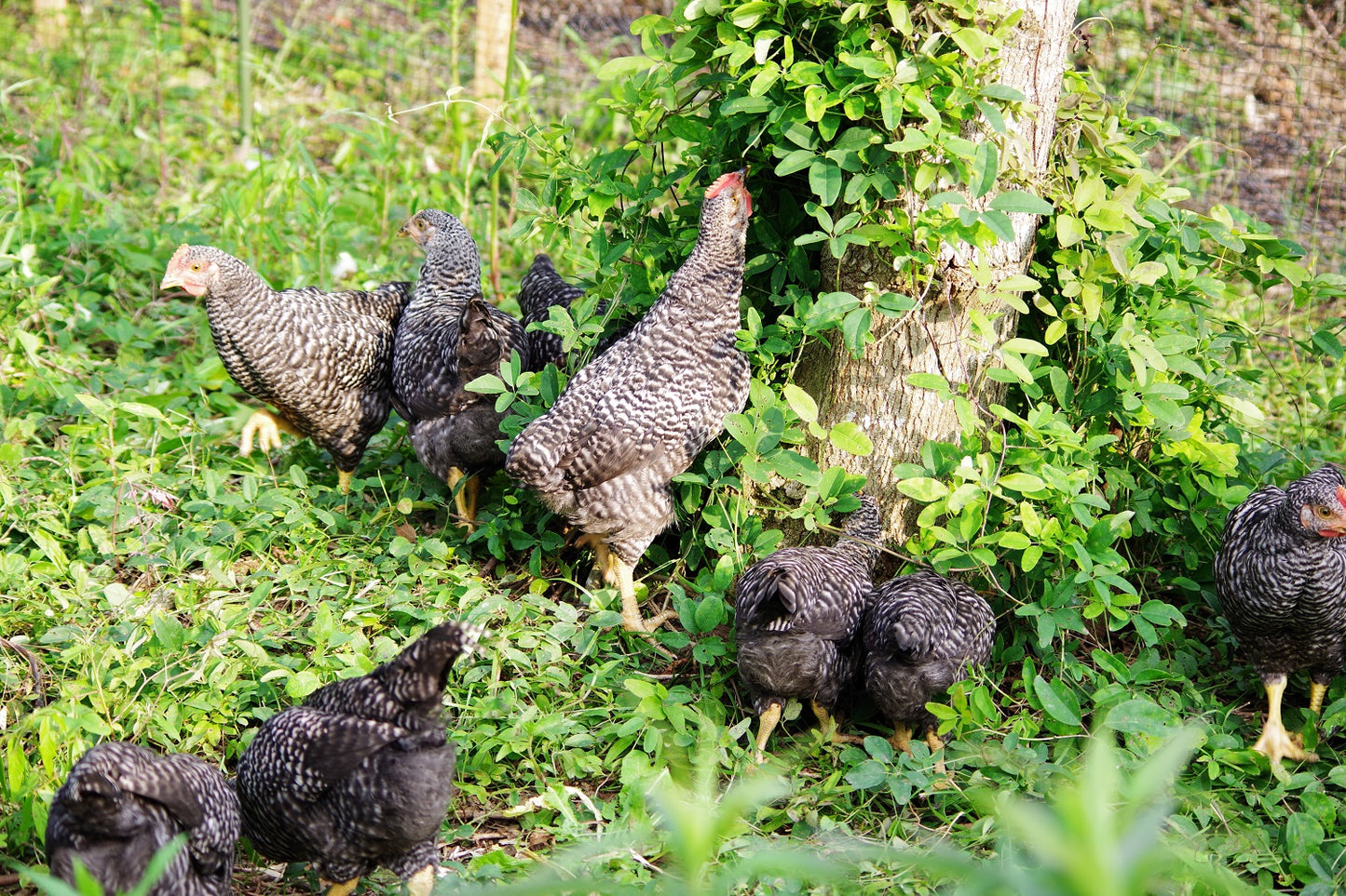 <販売開始>2024年度 放し飼い鶏の長期育成肉『俺のすべて』