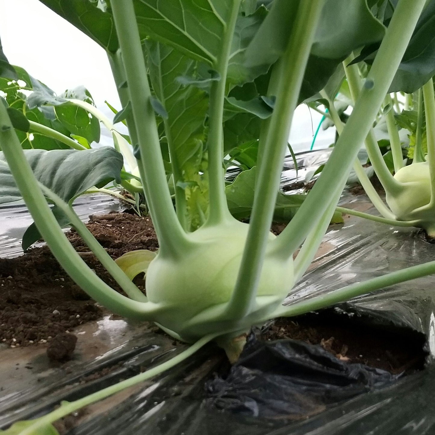 【定期購入】季節の野菜つめ合わせ (固定種・農薬不使用)