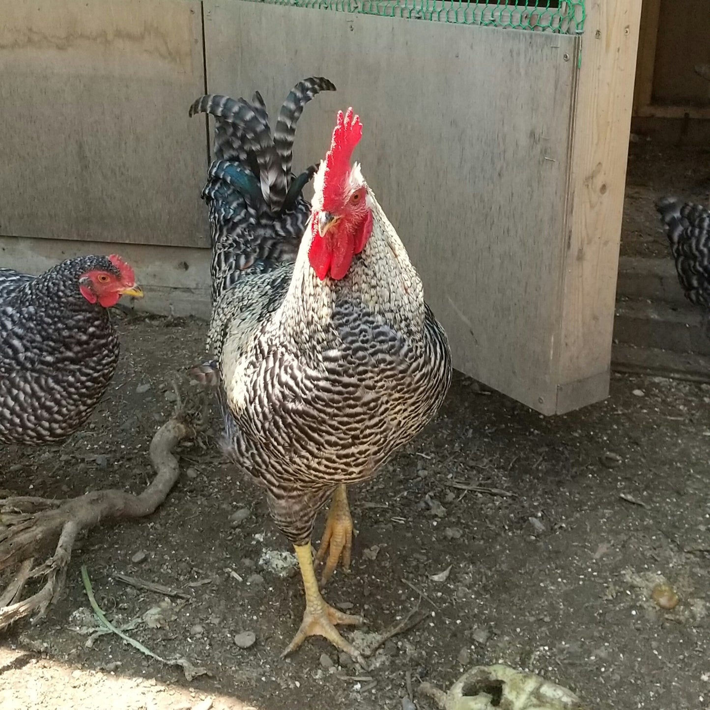 放し飼い鶏の長期育成肉「俺のすべて」スモークチキンと燻製たまご