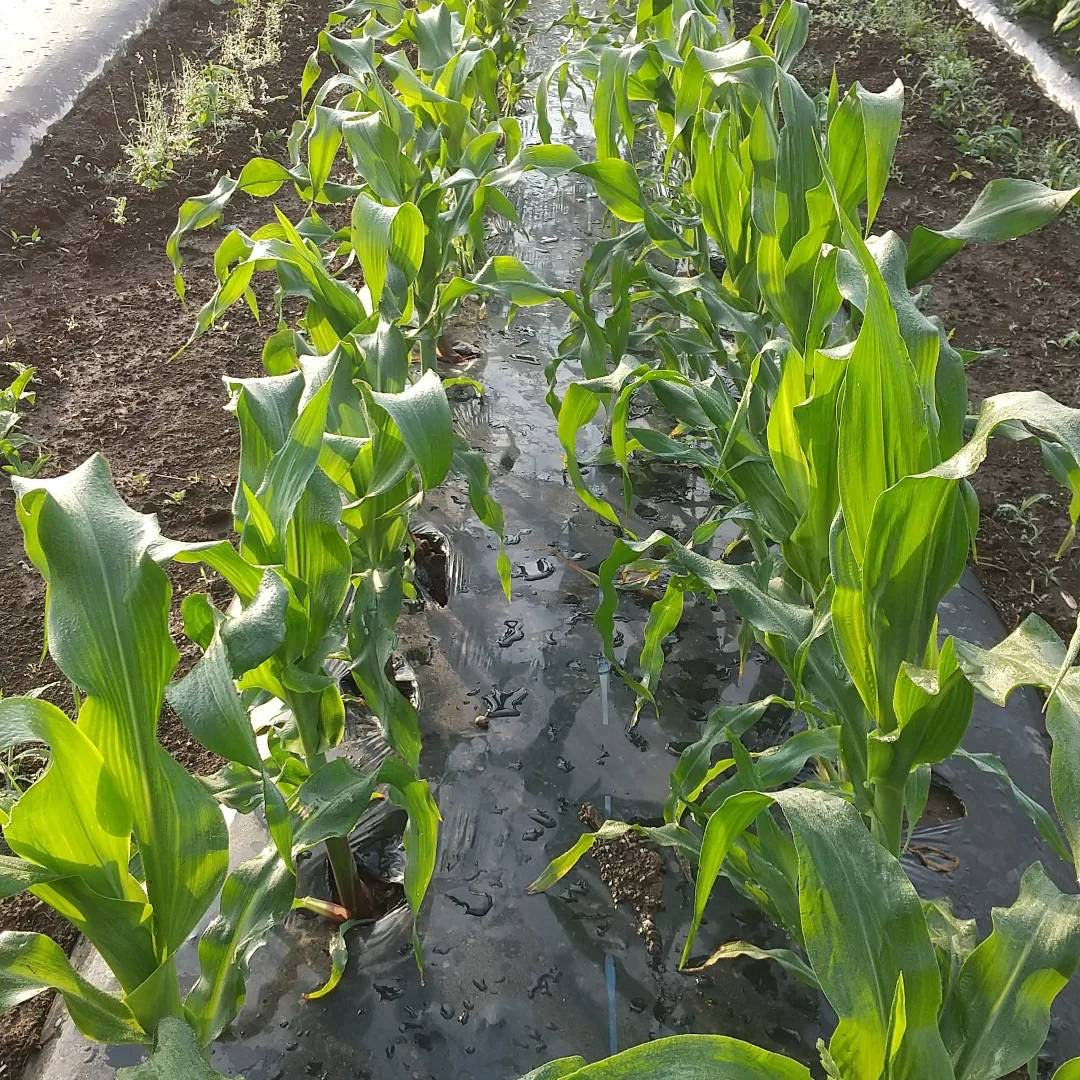 【定期購入】季節の野菜つめ合わせ (簡易包装タイプ)