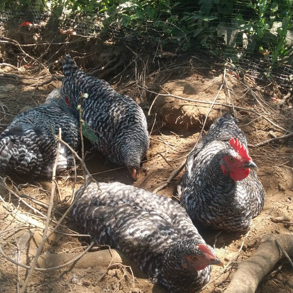 卵を産んでくれた親鶏「心の底から」（丸鶏）