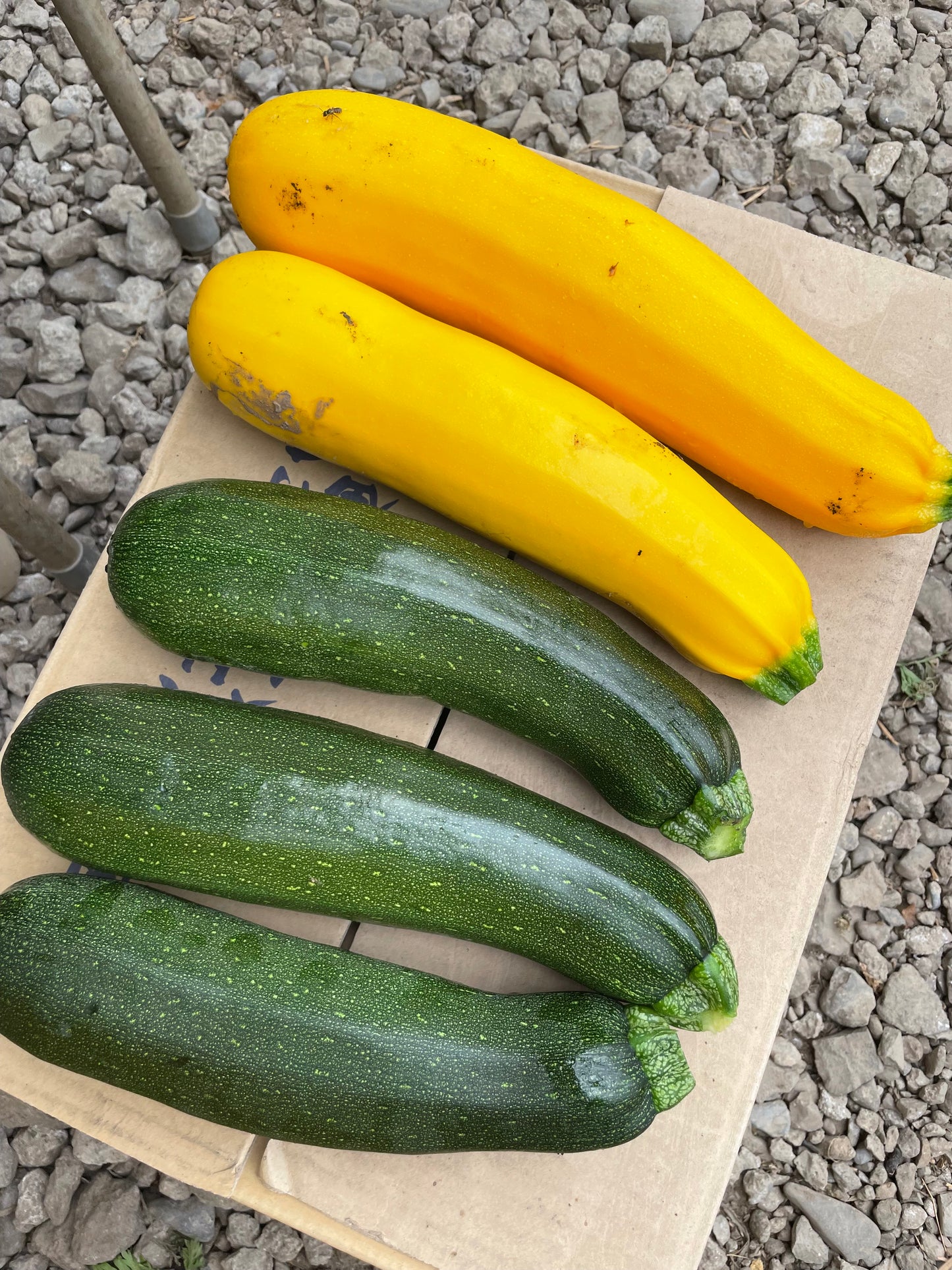 季節の野菜（単品）