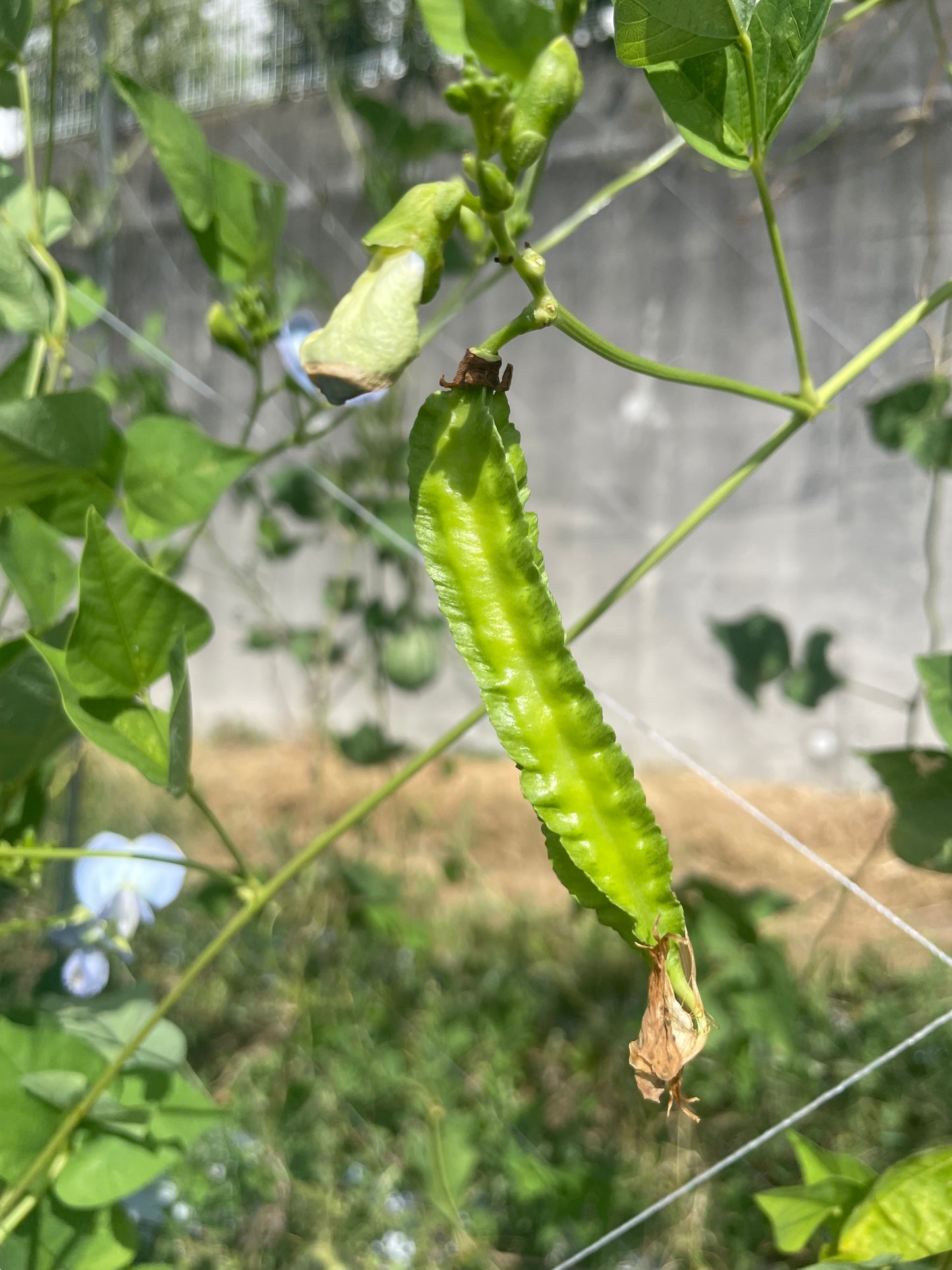 季節の野菜（単品）