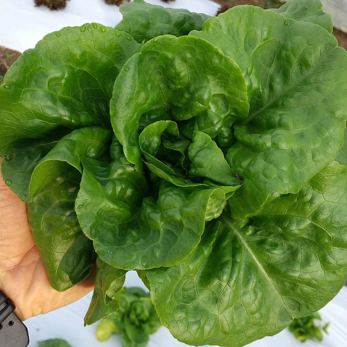 【定期購入】季節の野菜つめ合わせ　(固定種・農薬不使用)