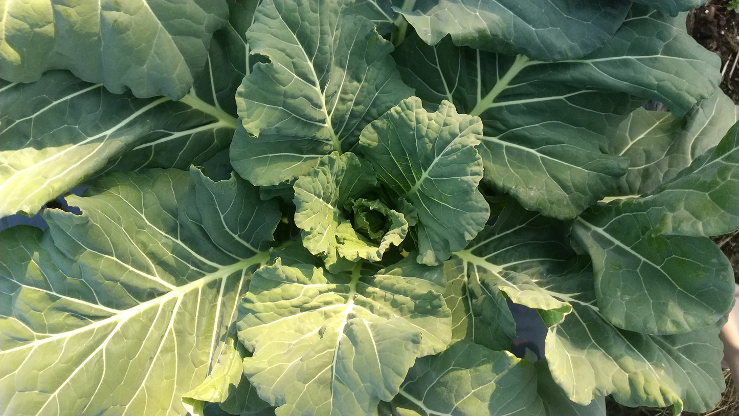 季節の野菜（単品）