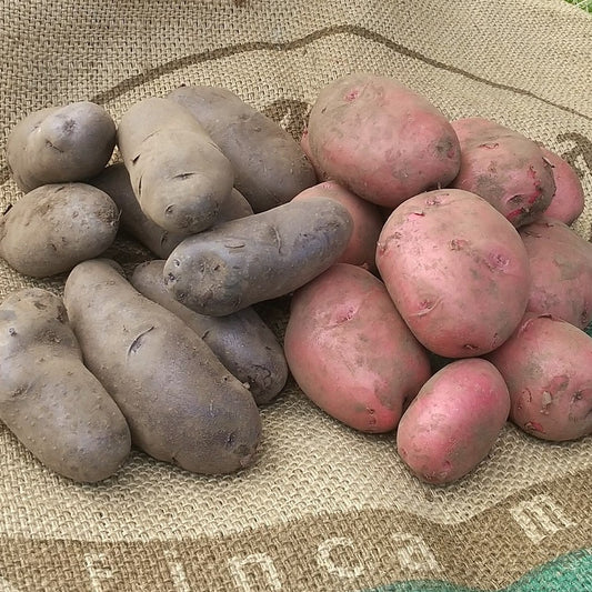 2種類のカラフルじゃがいも(単品1.8kg)