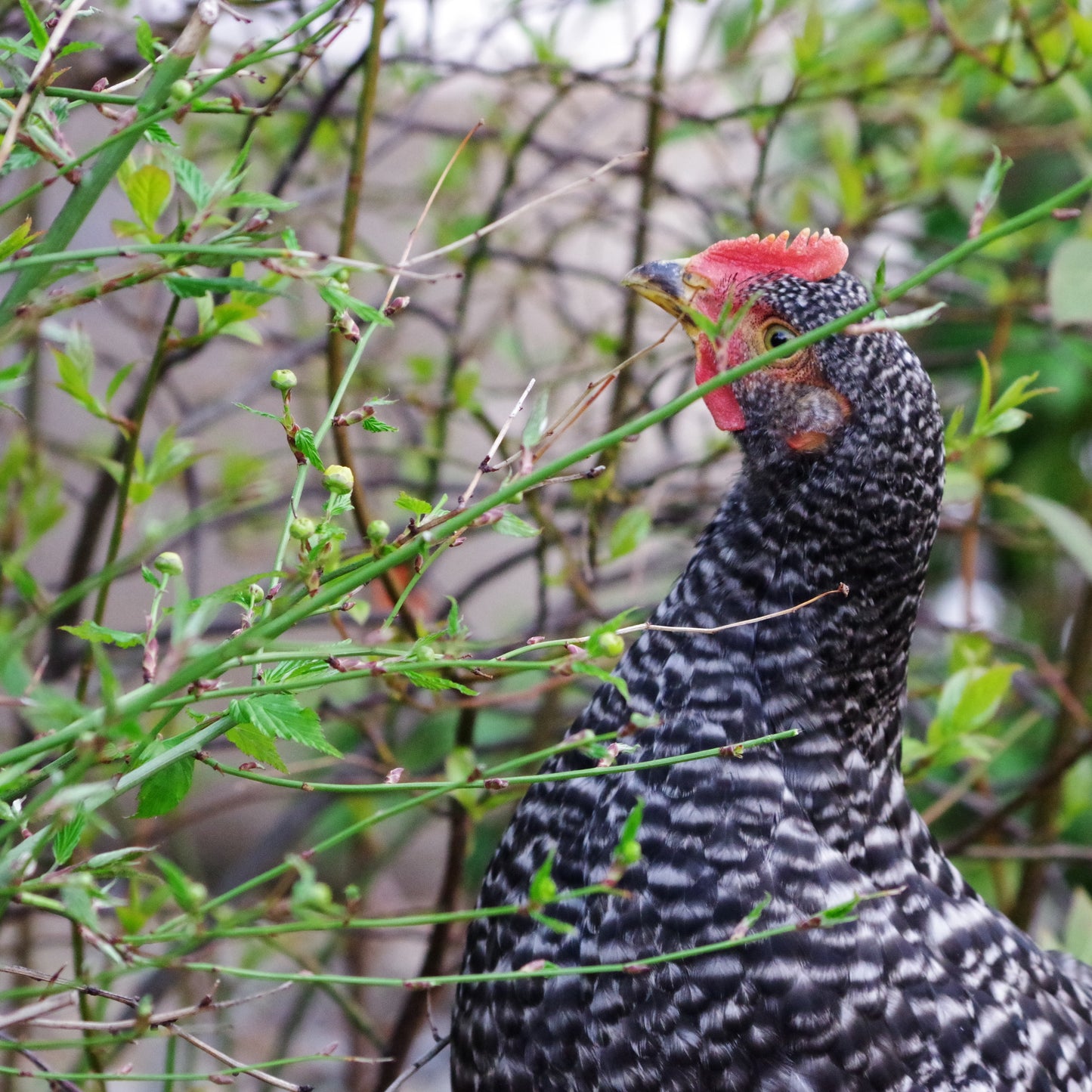 卵を産んでくれた親鶏「心の底から」（丸鶏）